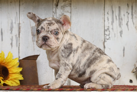 AKC Registered French Bulldog For Sale Millersburg, OH Female- Queenie
