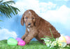 Medium F1BB Goldendoodle For Sale Millersburg, OH Male- Jackson