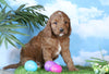 Medium F1BB Goldendoodle For Sale Millersburg, OH Male- Jackson