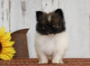 CKC Registered Pomeranian For Sale Millersburg, OH Male- Jimmy