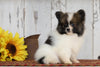 CKC Registered Pomeranian For Sale Millersburg, OH Male- Scott