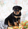 AKC Registered Rottweiler For Sale Sugarcreek, OH Female- Roxy