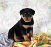 AKC Registered Rottweiler For Sale Sugarcreek, OH Female- Roxy