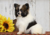 CKC Registered Pomeranian For Sale Millersburg, OH Male- Scott