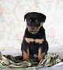 AKC Registered Rottweiler For Sale Sugarcreek, OH Male- Harley