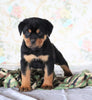 AKC Registered Rottweiler For Sale Sugarcreek, OH Male- Chief