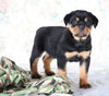 AKC Registered Rottweiler For Sale Sugarcreek, OH Male- Chief