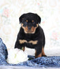 AKC Registered Rottweiler For Sale Sugarcreek, OH Male- Brutus