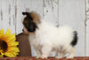 CKC Registered Pomeranian For Sale Millersburg, OH Male- Prince