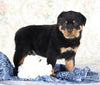 AKC Registered Rottweiler For Sale Sugarcreek, OH Male- Brutus