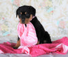 AKC Registered Rottweiler For Sale Sugarcreek, OH Female- Tessa