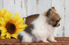 CKC Registered Pomeranian For Sale Millersburg, OH Male- Duke