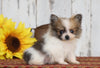 CKC Registered Pomeranian For Sale Millersburg, OH Male- Duke