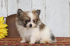 CKC Registered Pomeranian For Sale Millersburg, OH Male- Duke