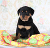AKC Registered Rottweiler For Sale Sugarcreek, OH Female- Daisy