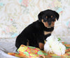 AKC Registered Rottweiler For Sale Sugarcreek, OH Female- Daisy