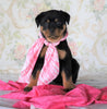 AKC Registered Rottweiler For Sale Sugarcreek, OH Female- Shelly