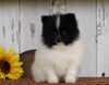 ACA Registered Pomeranian For Sale Millersburg, OH Male- Master