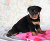AKC Registered Rottweiler For Sale Sugarcreek, OH Female- Shelly