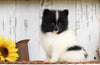 ACA Registered Pomeranian For Sale Millersburg, OH Male- Master