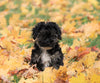 Yorkie-poo For Sale Fredericksburg, OH Female- Blackie