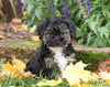 Yorkie-poo For Sale Fredericksburg, OH Female- Blackie