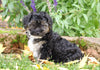 Yorkie-poo For Sale Fredericksburg, OH Female- Blackie