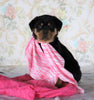 AKC Registered Rottweiler For Sale Sugarcreek, OH Female- Remi
