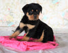 AKC Registered Rottweiler For Sale Sugarcreek, OH Female- Remi