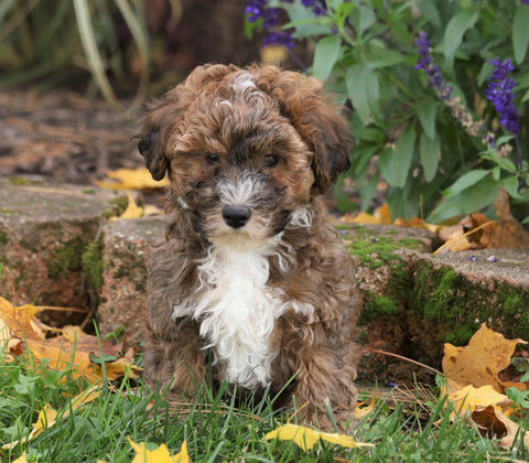 Yorkie-poo For Sale Fredericksburg, OH Male- Blake