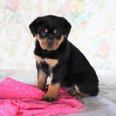 AKC Registered Rottweiler For Sale Sugarcreek, OH Female- Remi