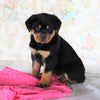 AKC Registered Rottweiler For Sale Sugarcreek, OH Female- Remi