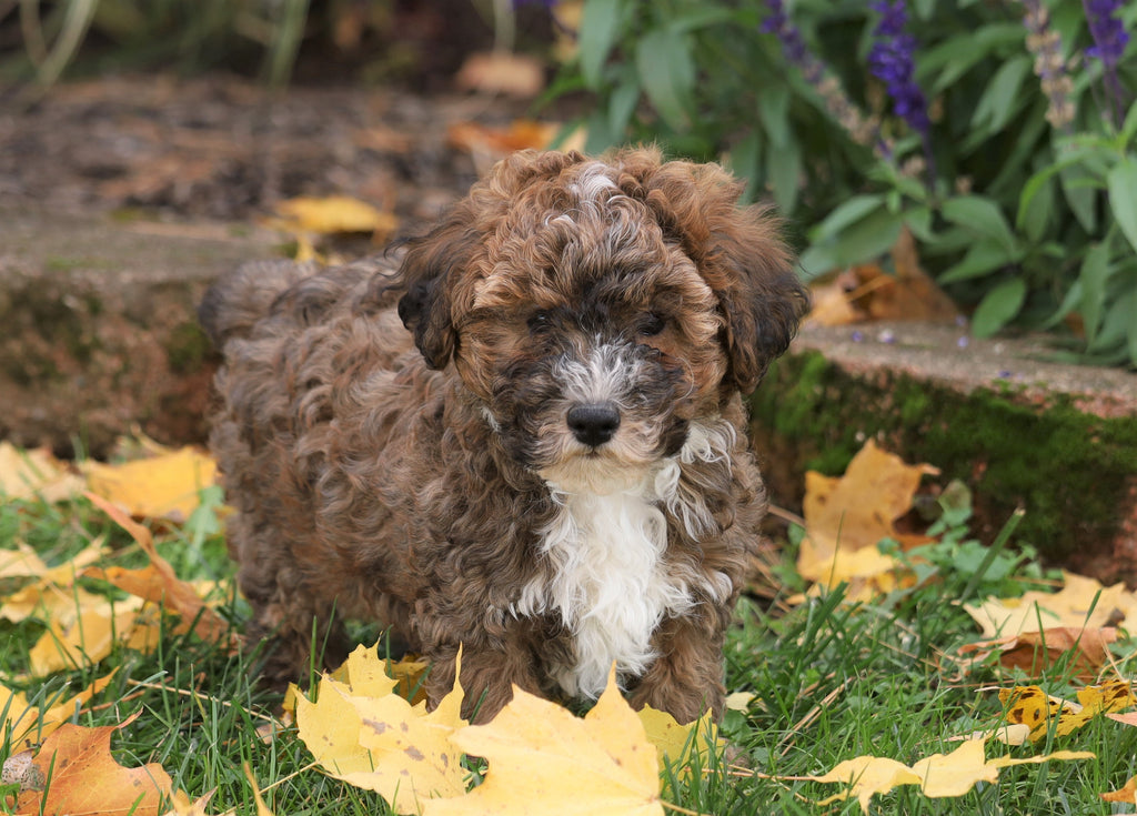 Yorkiepoo For Sale Fredericksburg, OH Male Blake AC Puppies LLC