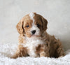 Cavapoo For Sale Sugarcreek, OH Male- Miles