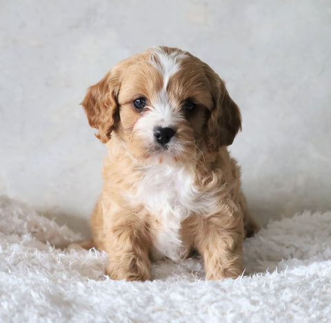 Cavapoo For Sale Sugarcreek, OH Male- Zuma
