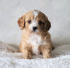 Cavapoo For Sale Sugarcreek, OH Male- Zuma