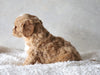 Cavapoo For Sale Sugarcreek, OH Male- Zuma