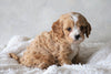 Cavapoo For Sale Sugarcreek, OH Male- Zuma