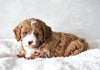 Cavapoo For Sale Sugarcreek, OH Male- Jamie