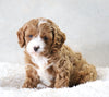 Cavapoo For Sale Sugarcreek, OH Male- Jamie