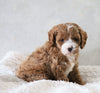 Cavapoo For Sale Sugarcreek, OH Male- Jamie