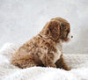 Cavapoo For Sale Sugarcreek, OH Male- Jamie