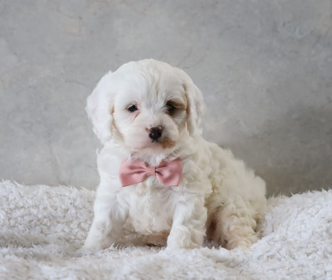 Cavapoo For Sale Sugarcreek, OH Female- Skye