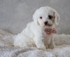 Cavapoo For Sale Sugarcreek, OH Female- Skye