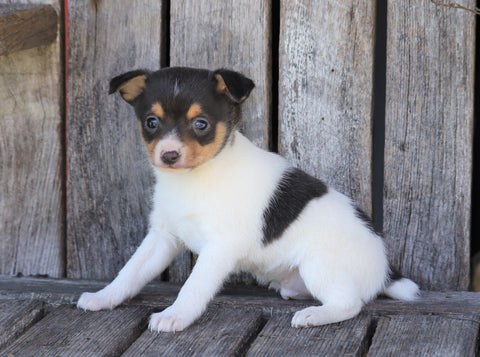 Toy Fox Terrier For Sale Millersburg, OH Male- Mickey