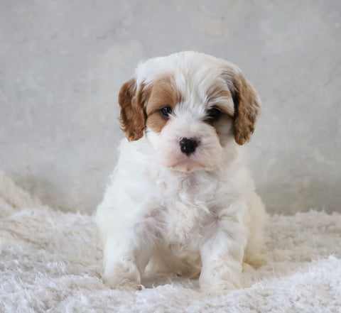 Cavapoo For Sale Sugarcreek, OH Male- Marshall