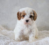 Cavapoo For Sale Sugarcreek, OH Male- Marshall