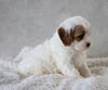 Cavapoo For Sale Sugarcreek, OH Male- Marshall