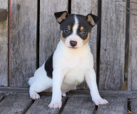 Toy Fox Terrier For Sale Millersburg, OH Male- Turbo