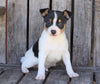 Toy Fox Terrier For Sale Millersburg, OH Male- Turbo